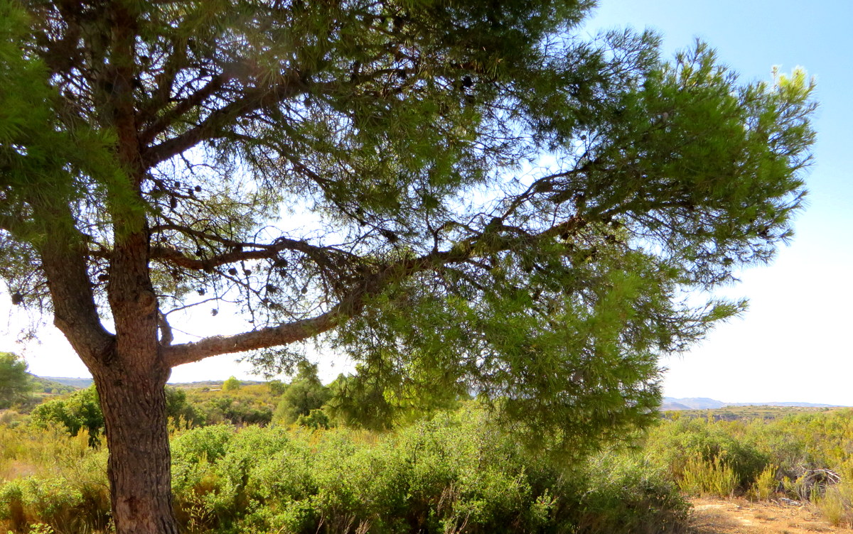 Construir una casa movil finca rustica